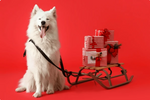 Unleash the Holiday Spirit: Sadpandas Celebrates Christmas with Pet Enthusiasts