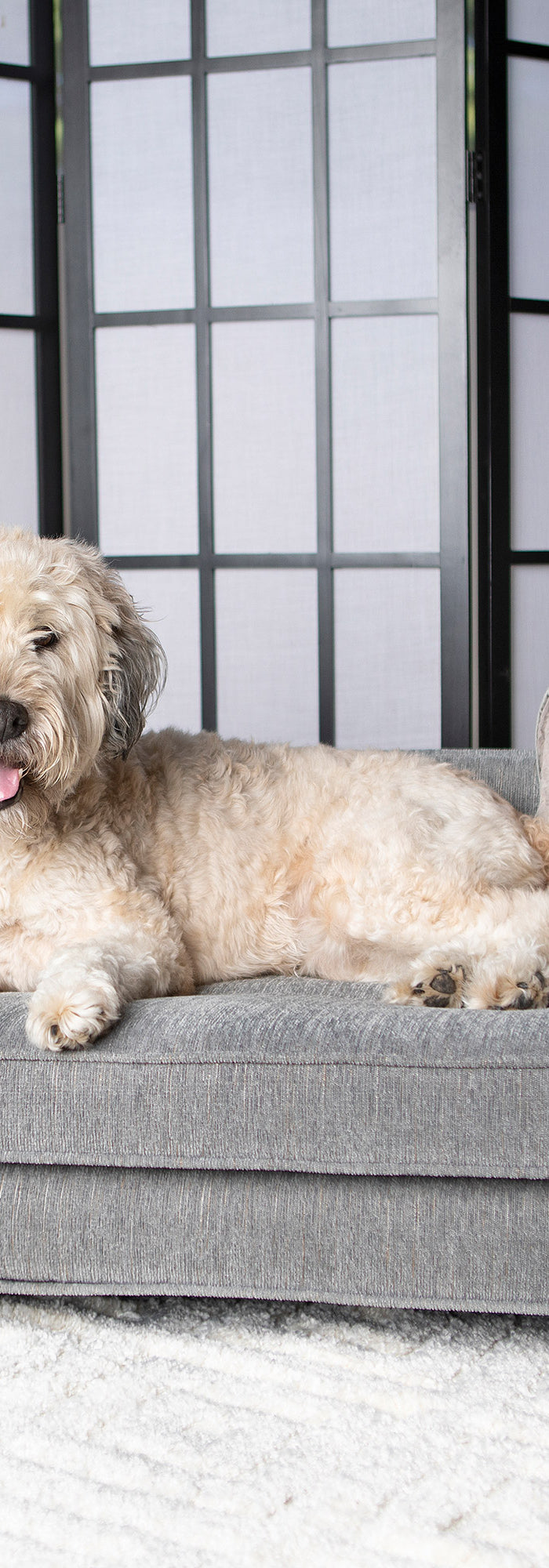 Franklin Dog Sofa with Pillow