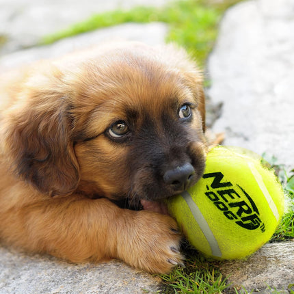 Fetchzilla's Epic Ball Launching Adventure Kit - 20" Slingshot of Joy & 12 Squeaky Orbs of Canine Delight!