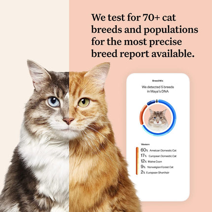 "Discover Your Cat's Hidden Potential: Wisdom Panel Complete DNA Test Kit - 2 Pack for Health Insights, Breed Identification, and Trait Analysis!"